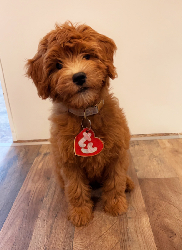 Mini goldendoodle near me sales for sale