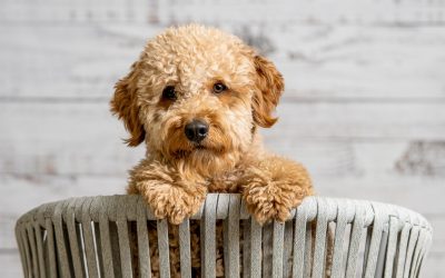 Choosing the Right Golden Mini Goldendoodle Breeder: Tips and Tricks