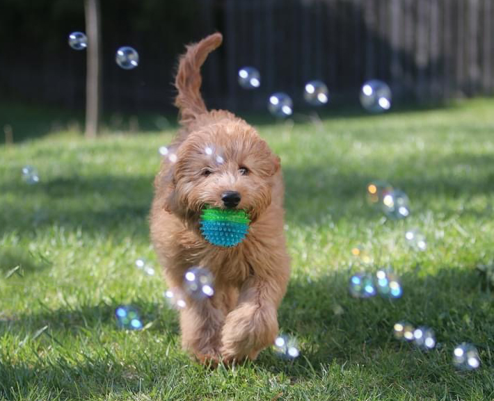 Buy goldendoodle deals