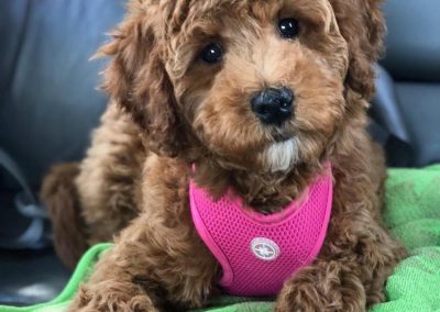 Miniature goldendoodle puppy | Walters Puppy Place