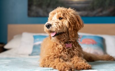 Why Mini Goldendoodles Make the Perfect Family Pet
