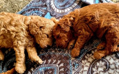 Mini Goldendoodle Colors and Markings Explained
