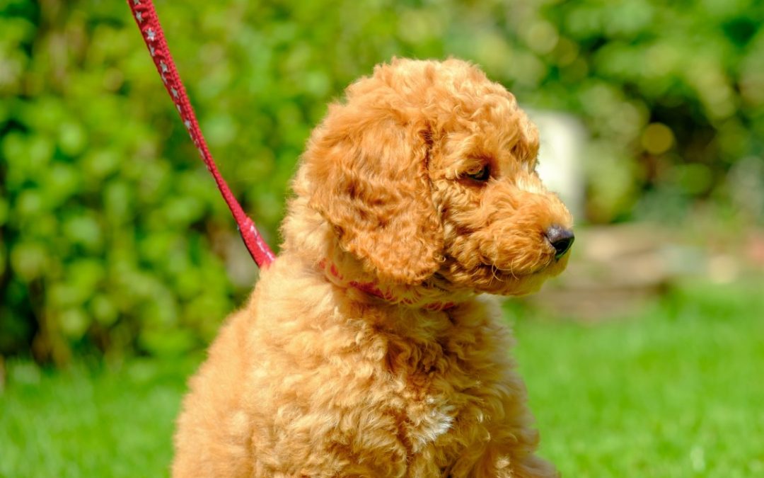 Training Your Mini Goldendoodle: Essential Tips for Success