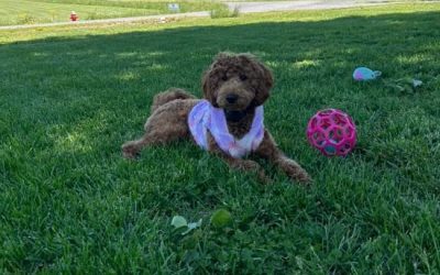 The Importance of Socializing Your Mini Goldendoodle Puppy