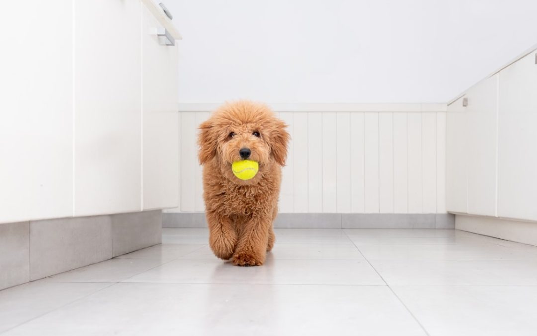 Mini Goldendoodle Exercise Needs: Keeping Your Mini Goldendoodle Active and Happy Through the Winter Months