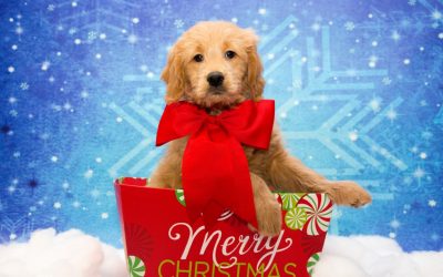 Bringing Home a Goldendoodle Puppy for Christmas: Important Considerations