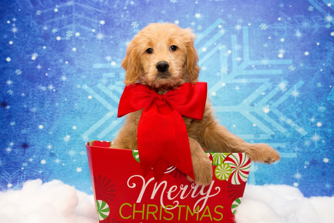 Bringing Home a Goldendoodle Puppy for Christmas